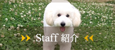 Staff紹介